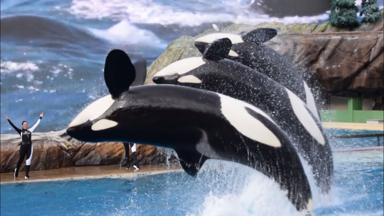 Pass Member Preview of SeaWorld San Diego&rsquo;s Updated Orca Encounter (Full Show) May 23, 2025 at 6 PM