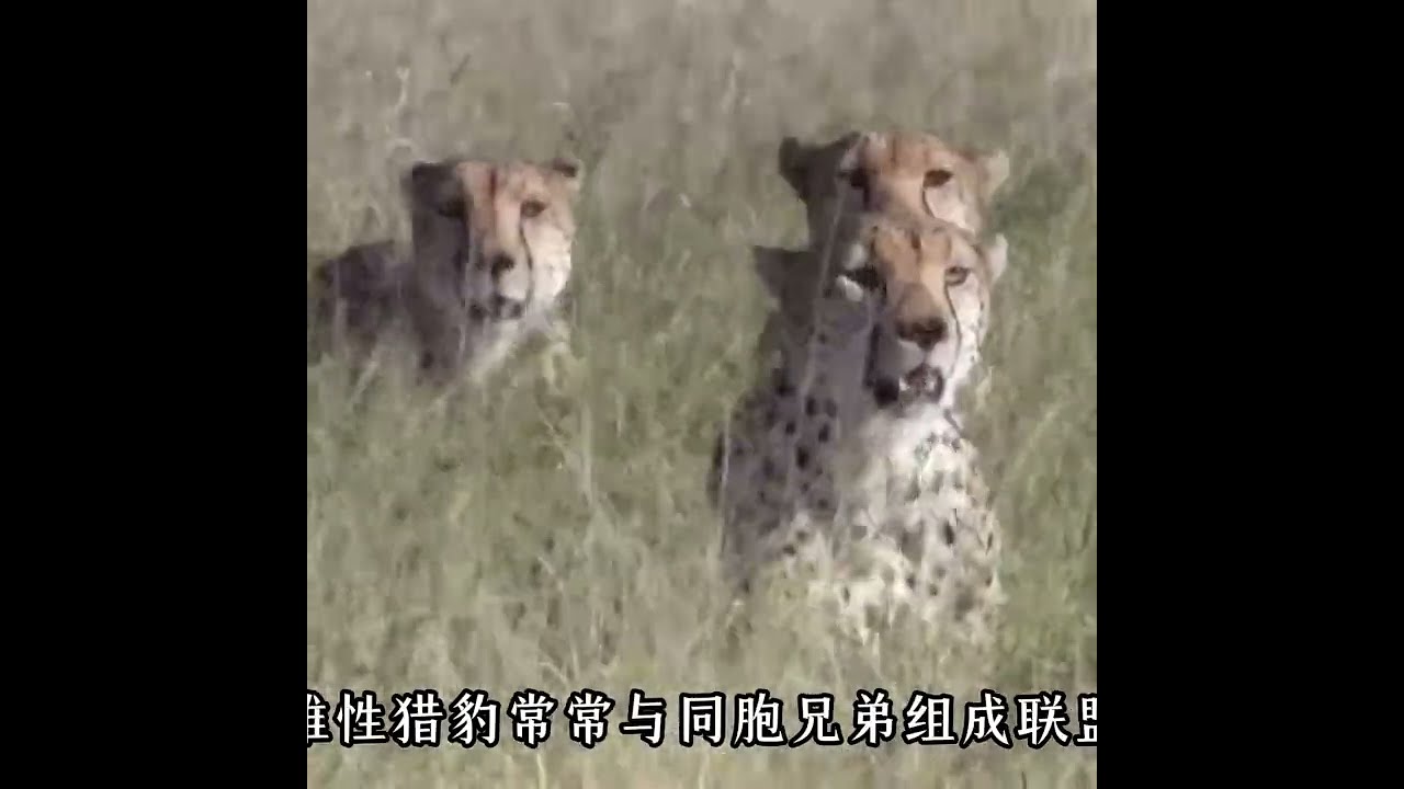 獵豹：大號哈基米，草原戰五渣 #動物科普知識 #神奇動物在抖音