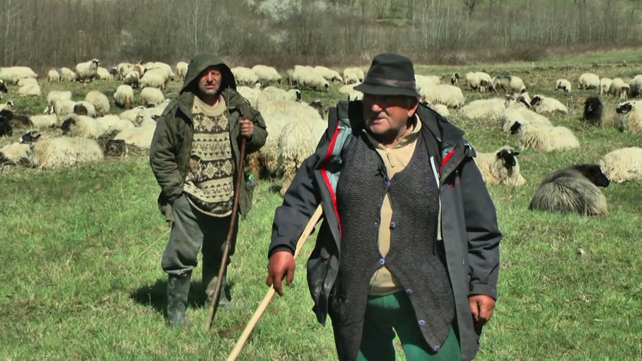 - NOMADI 55 GODINA VLAŠIĆKA PRAMENKA NAJBOLJA OVCA/ NOMADS IN BOSNIA