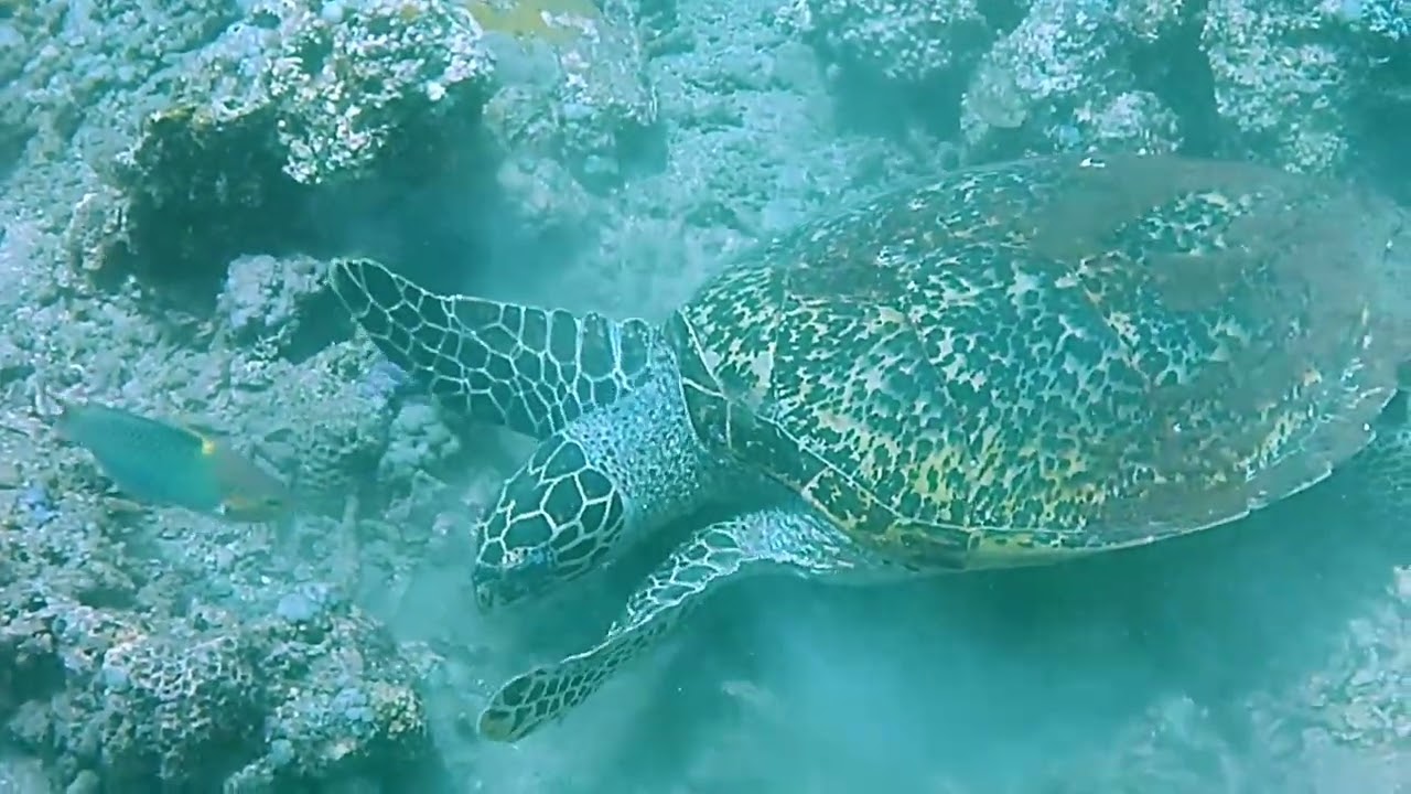Diving Tulamben Indonesia - Ben Linders