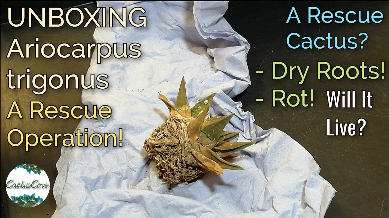 Unboxing ARIOCARPUS TRIGONUS (A Rescue Cactus!?) My Sad Cactus Plant Purchase ☹️