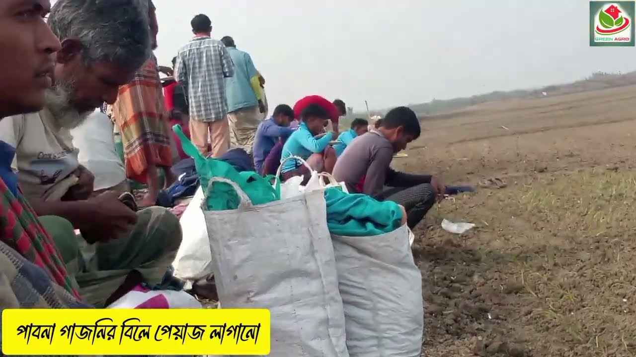 পাবনা গাজনার বিলে পেয়াজ লাগানো ধুম | green agro fram 2026 #farming #agriculture 
