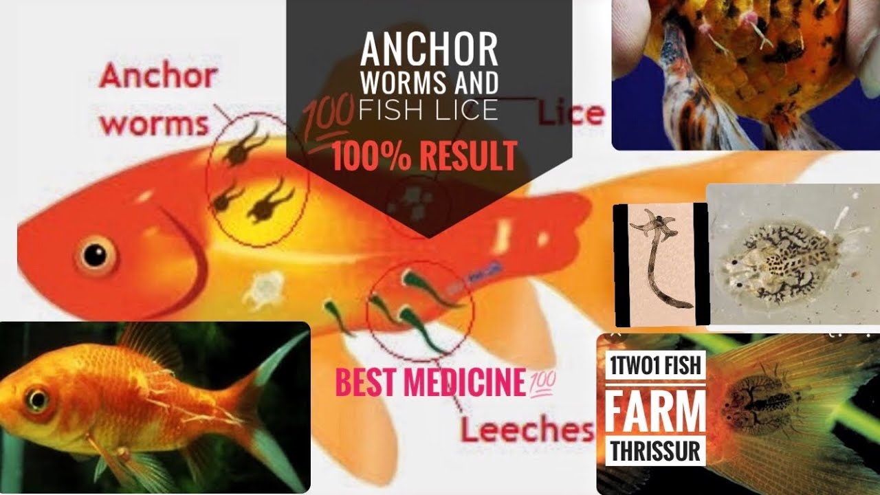 Anchor worm, fish lice treatment| 100% effective| best medicine 🥳💯