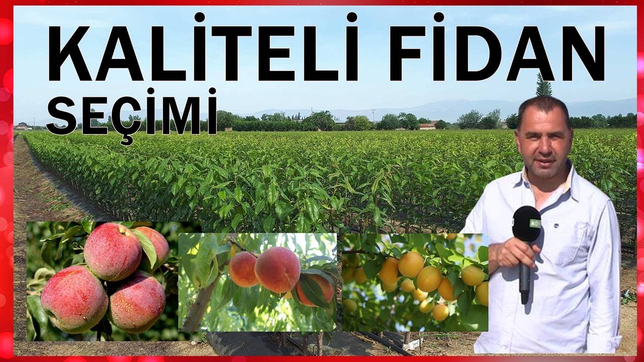 KALİTELİ FİDAN SEÇİMİ | DEMİREL KARDEŞLER FİDANCILIK | ÖDEMİŞ | KÖY TV