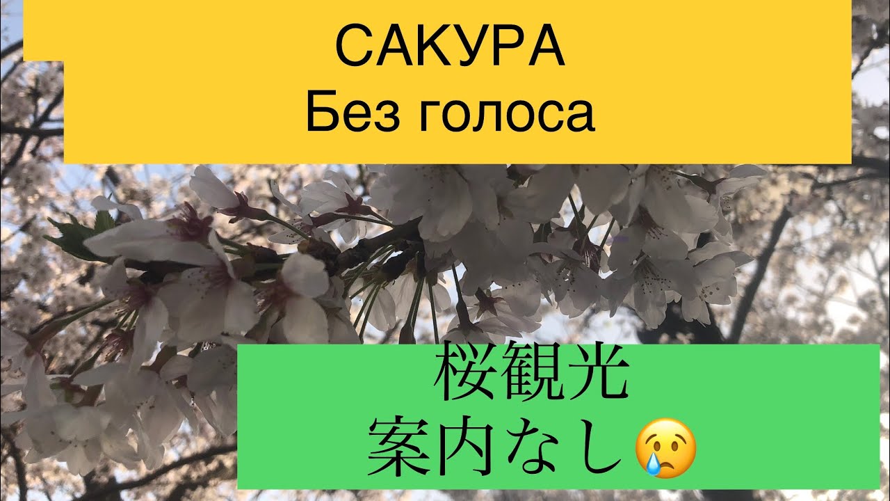 Сакура 2021 ВЕСНА!
