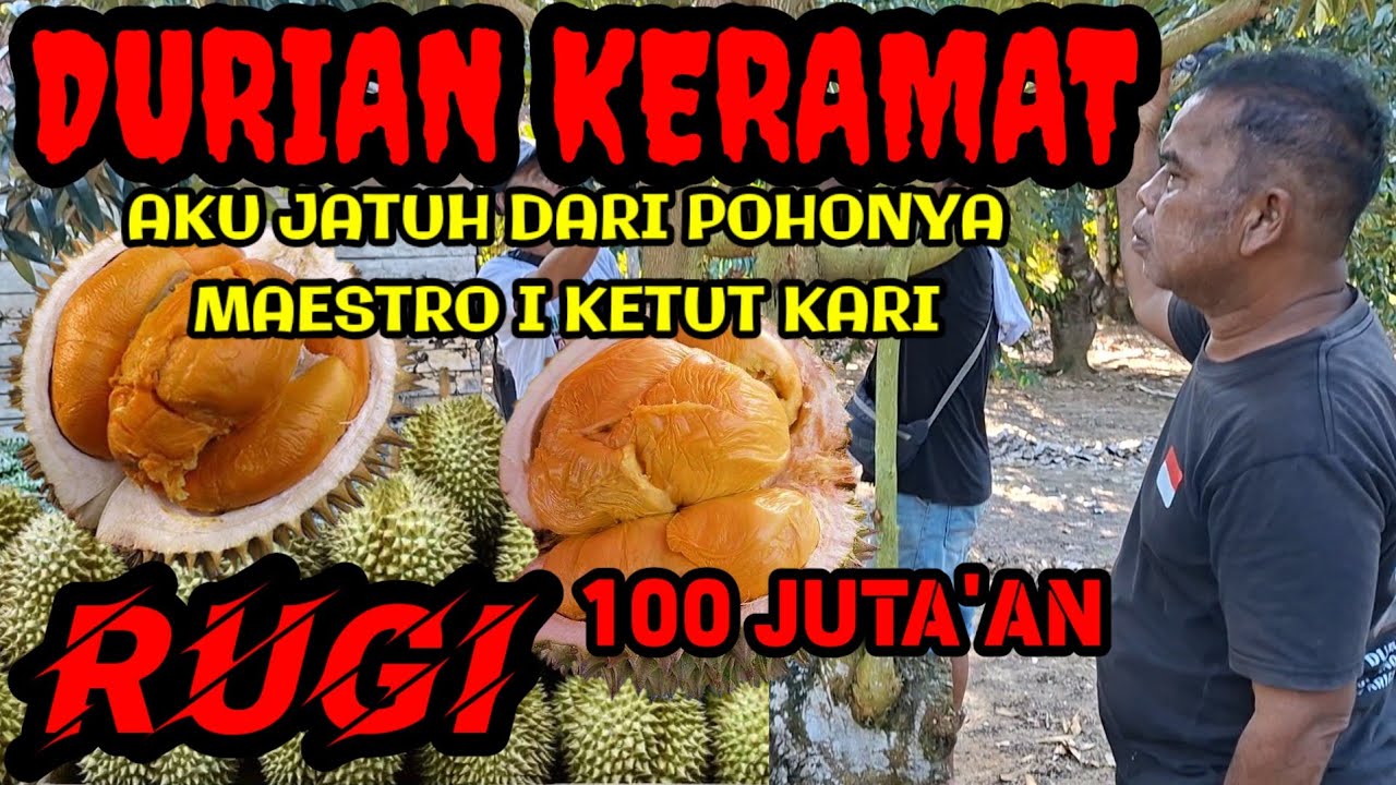 DURIAN KERAMAT❗️Ratusan Juta HANGUS... 