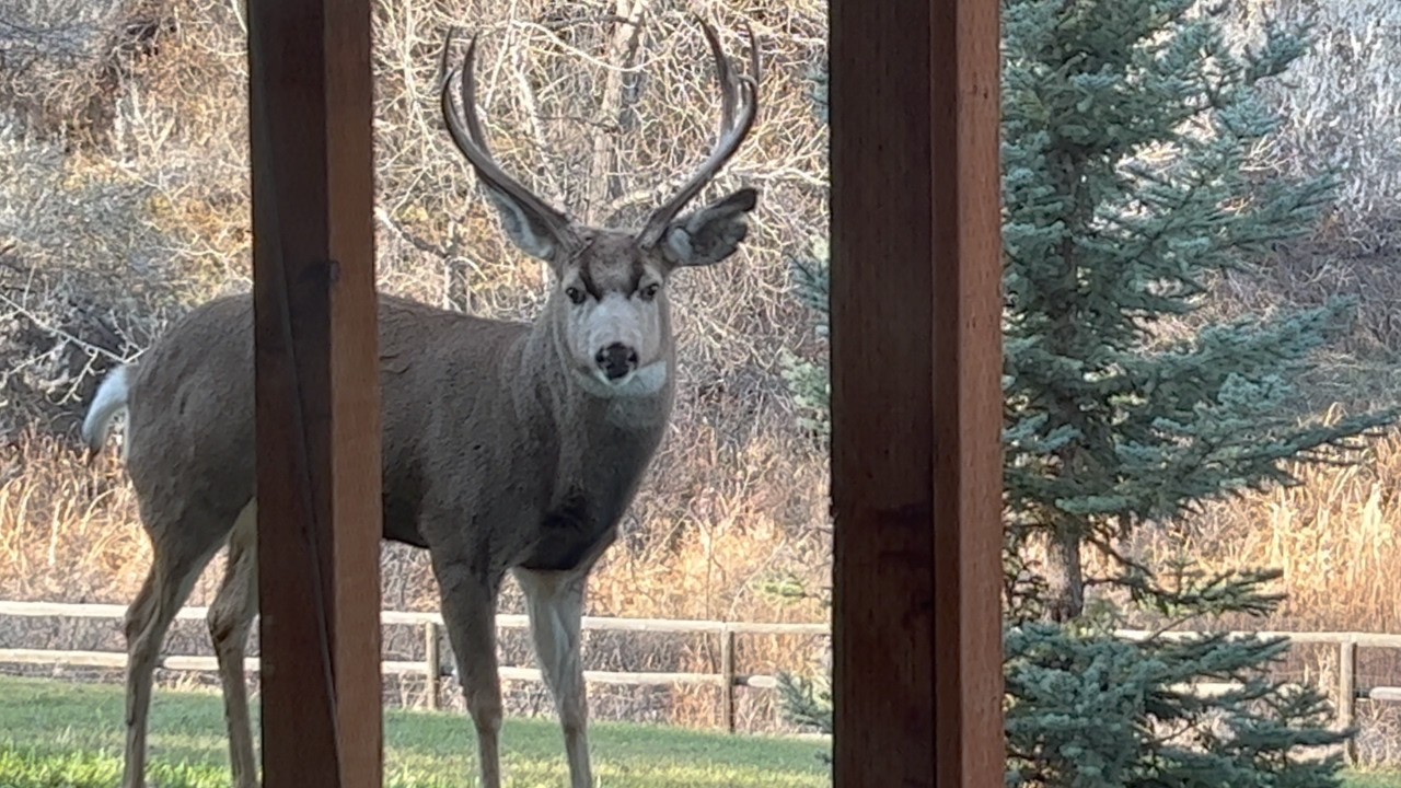 We Never Expected to See This in Our Backyard