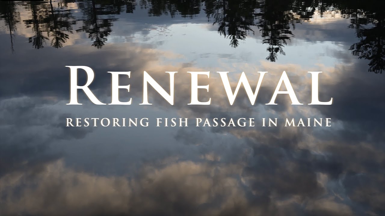 Restoring Fish Passage in Maine