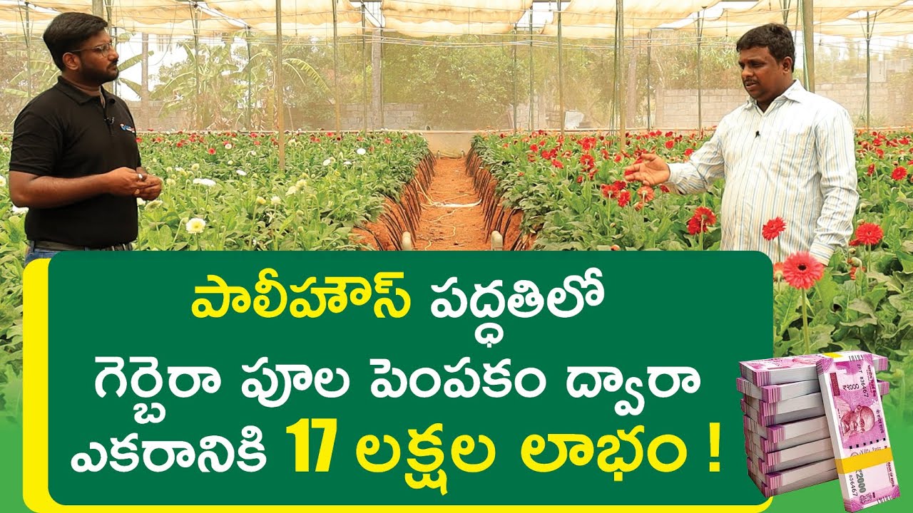 Polyhouse Flower Farming in Telugu - How to Start Polyhouse Farming In Telugu | Kowshik Maridi