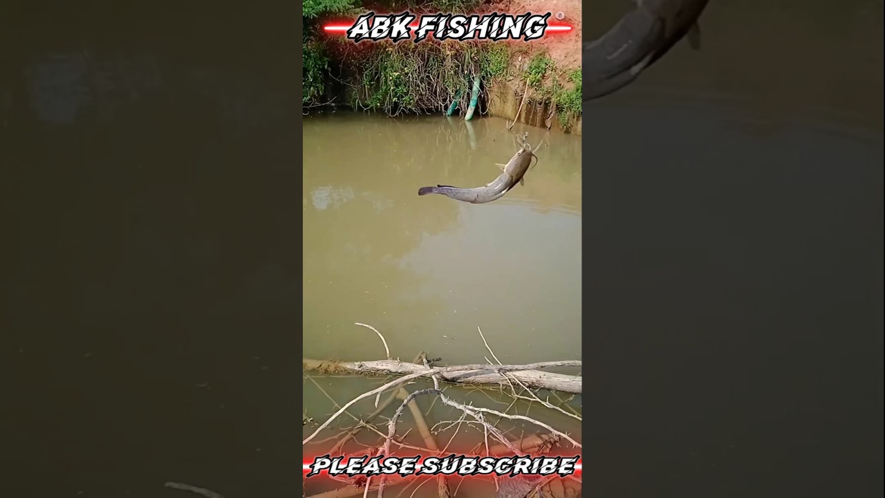 #catfishing #pondfishing #singlehookfishing #solofishing #indianvillagefishing #fishingvideos