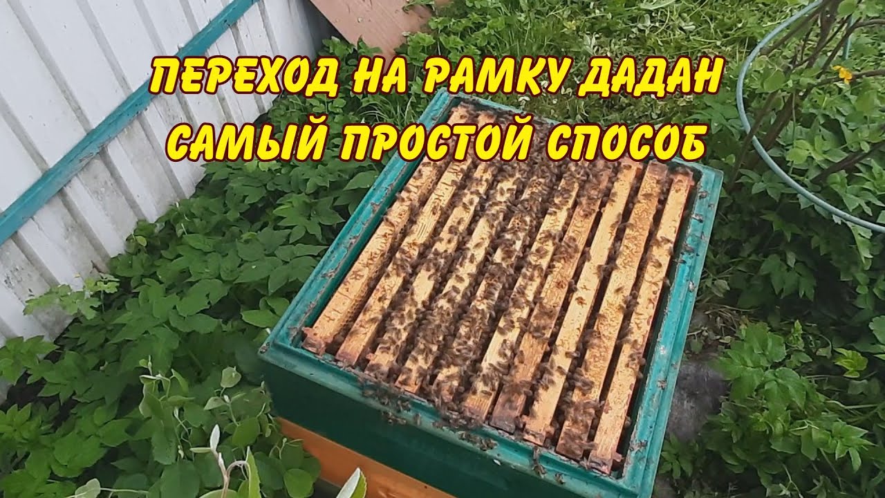 пчеловодство, переход на рамку дадан, самый простой способ