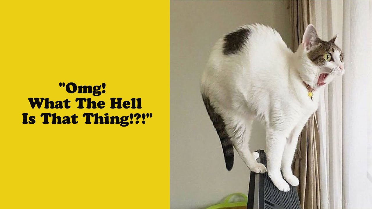 50 Overdramatic Cats Who Deserve An Oscar 2/2 - Funny cat