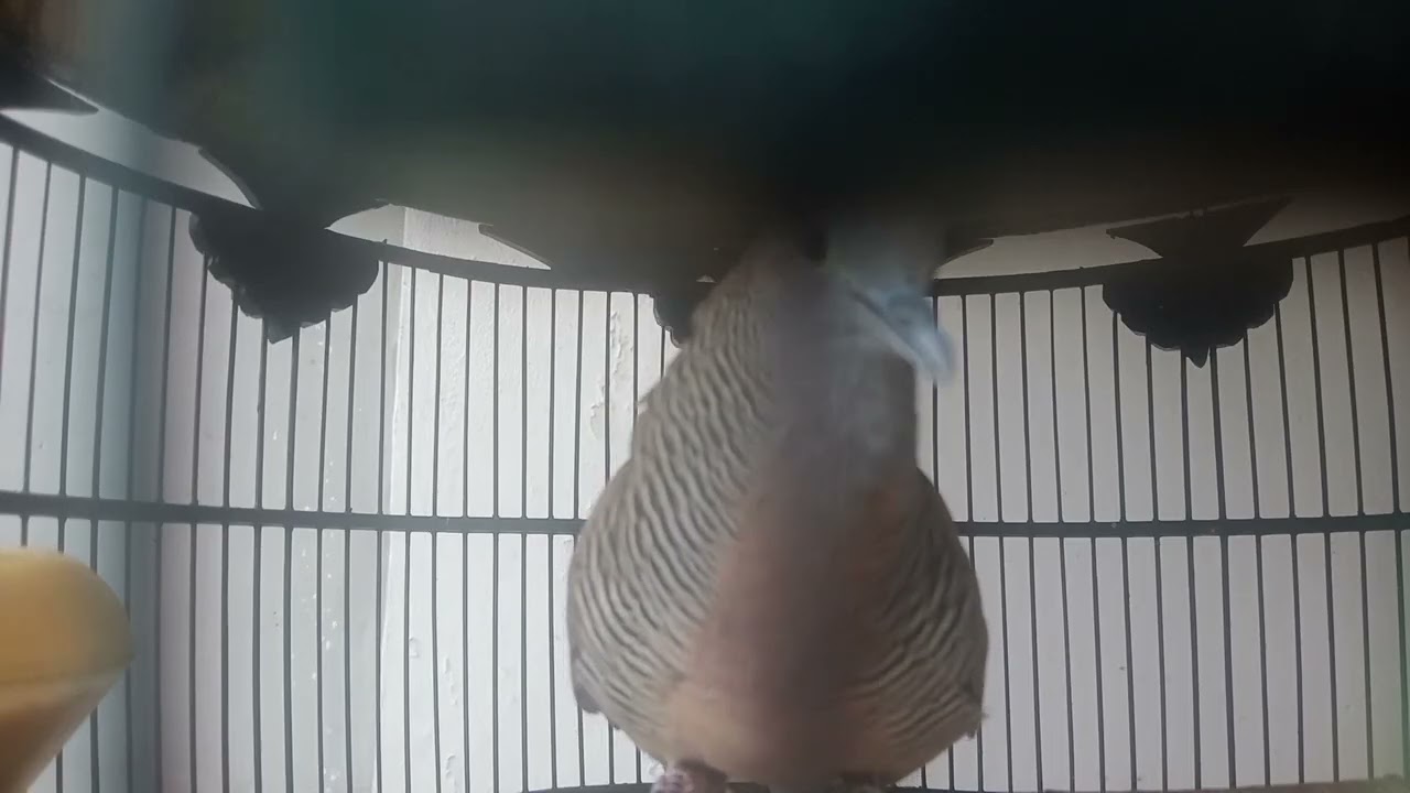 PANCINGAN SUARA BURUNG PERKUTUT BANGKOK MANGGUNG GACOR