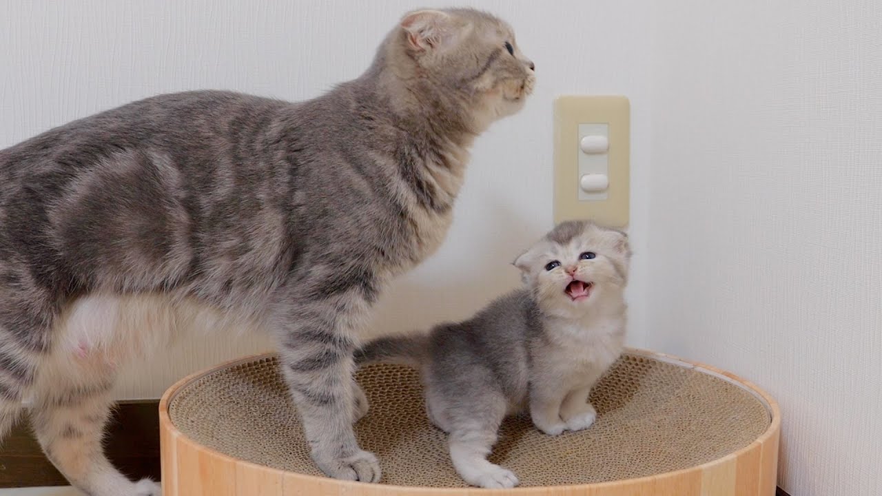 A cute kitten that meows loudly and calls for its mother cat whenever something happens.