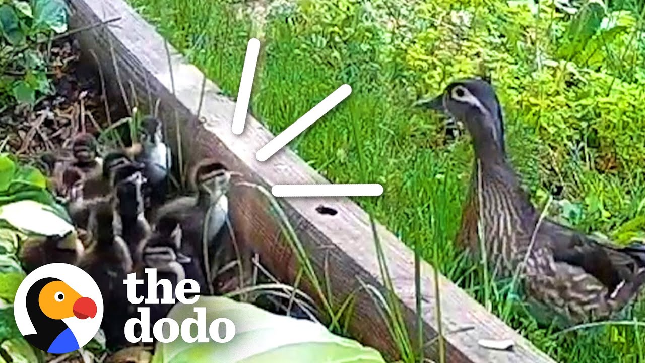 A Love Letter To Mama Ducks ❤️ | The Dodo