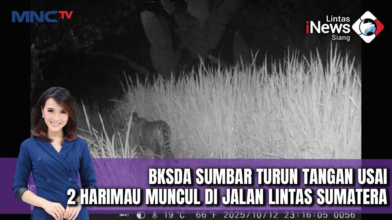 Dua Harimau Liar Gegerkan Pengendara di Jalan Lintas Sumatera, BKSDA Turun ke Lokasi | LIS (17/10)