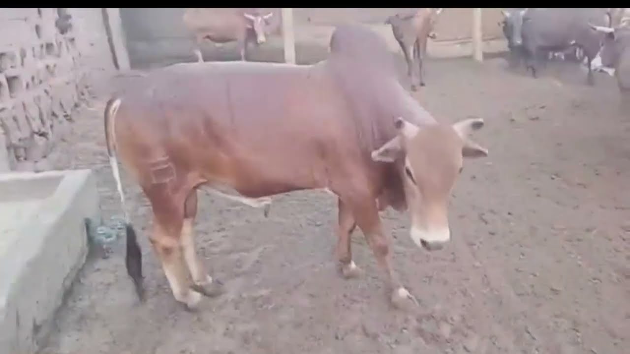 FINITION EN EMBOUCHE BOVINE : MAINS D 'EXPERT