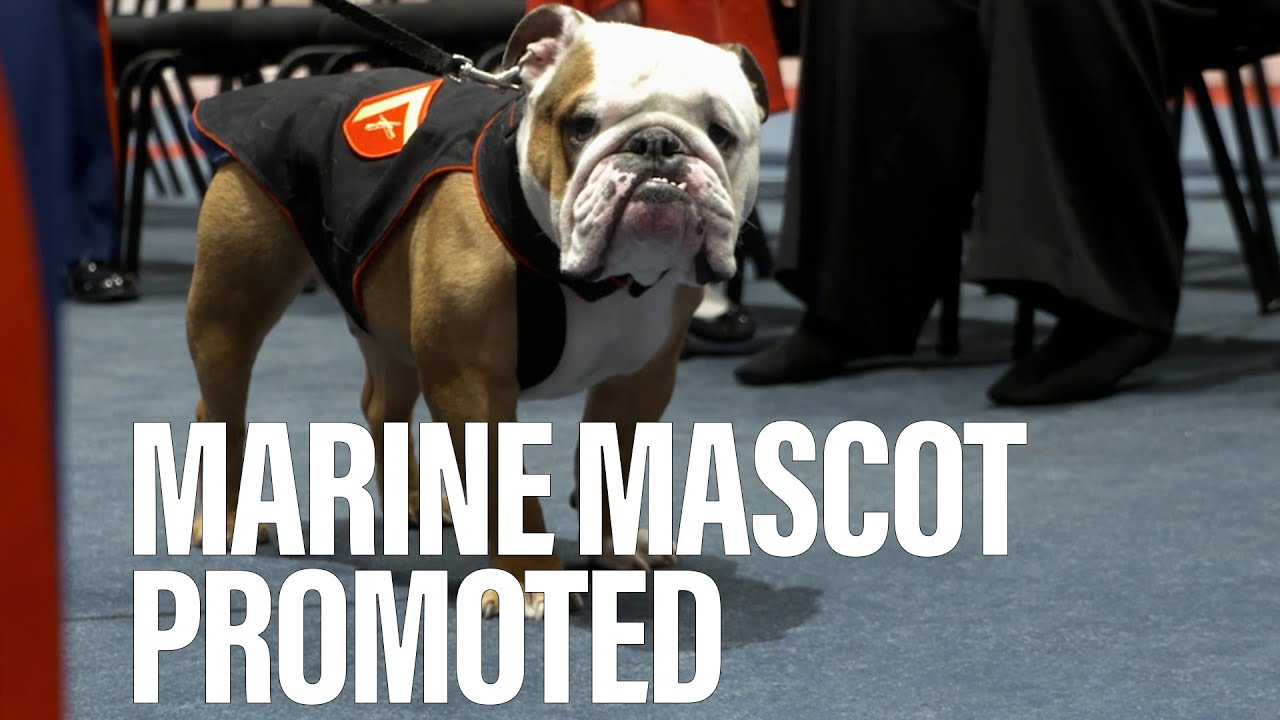 Marine mascot receives a promotion