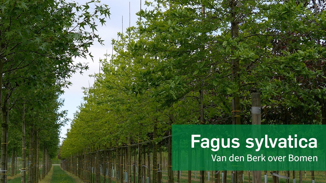 Fagus sylvatica - gewone beuk | Van den Berk over bomen