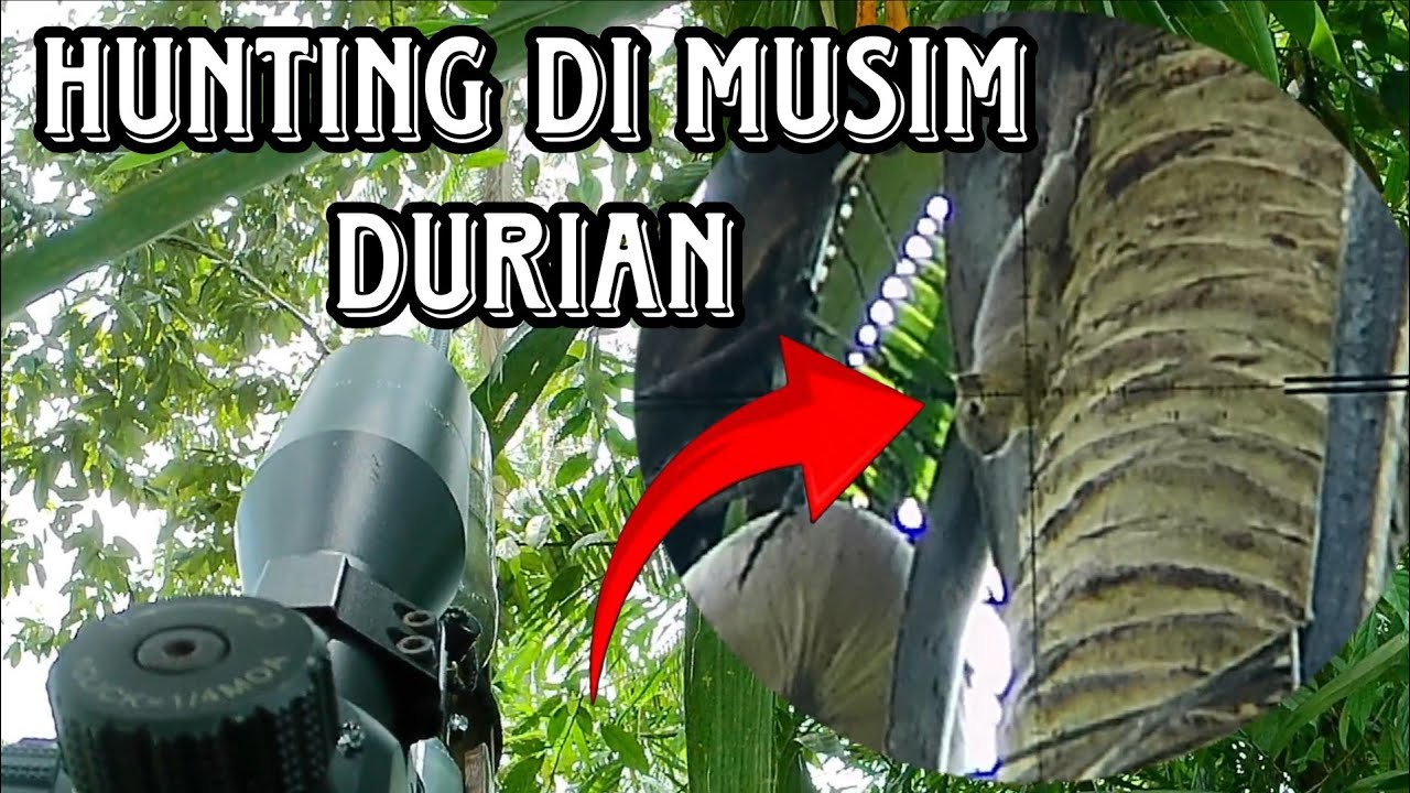 BERBURU BAJING‼️ Di musim durian poin joss