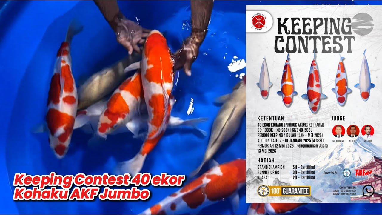 Keeping Contest Koi Kohaku AKF 40-50 cm | Koi Jumbo Bulky