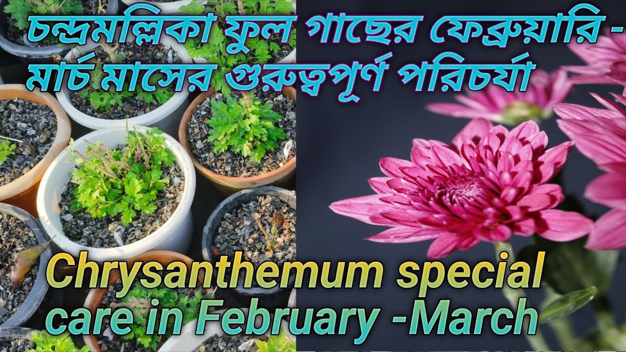 চন্দ্রমল্লিকা ফুল গাছের যত্ন ও পরিচর্যা ফেব্রুয়ারি মাসে