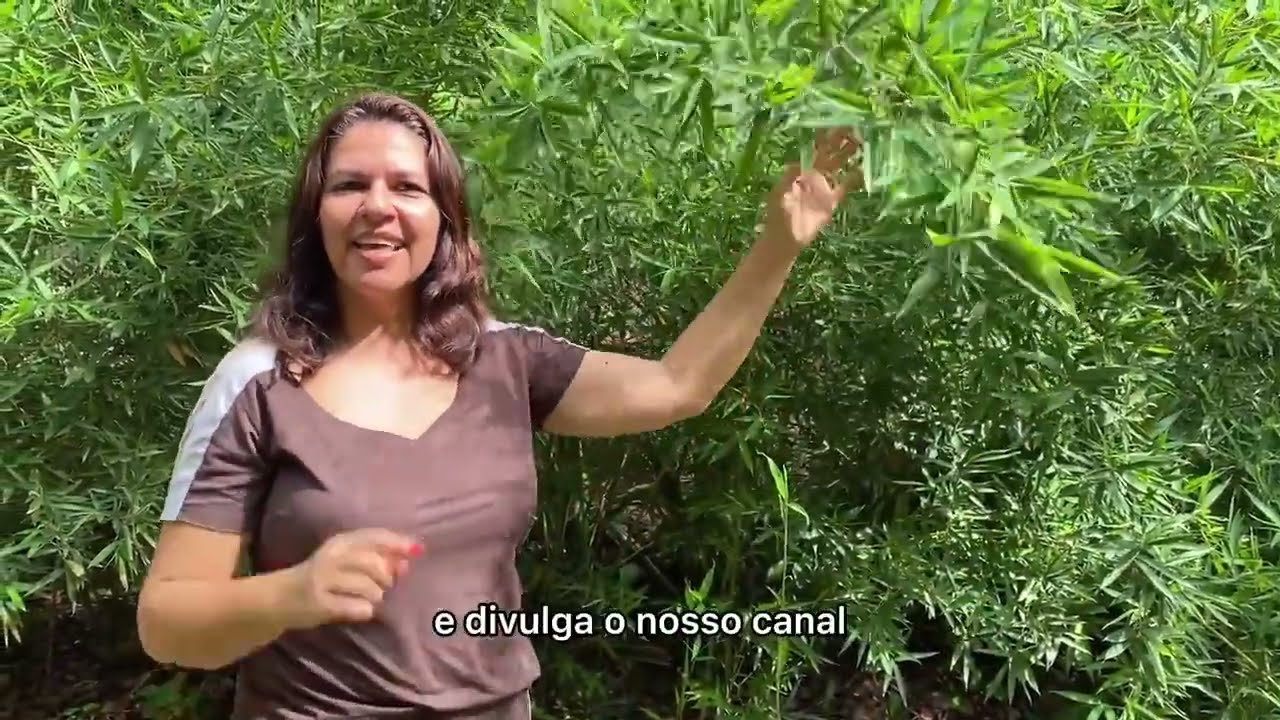 S&Eacute;RIE CERCA VIVA BAMBU DE JARDIM BAMBUZINHO DE JARDIM | Jardim na Pr&aacute;tica #sercaviva #plantas