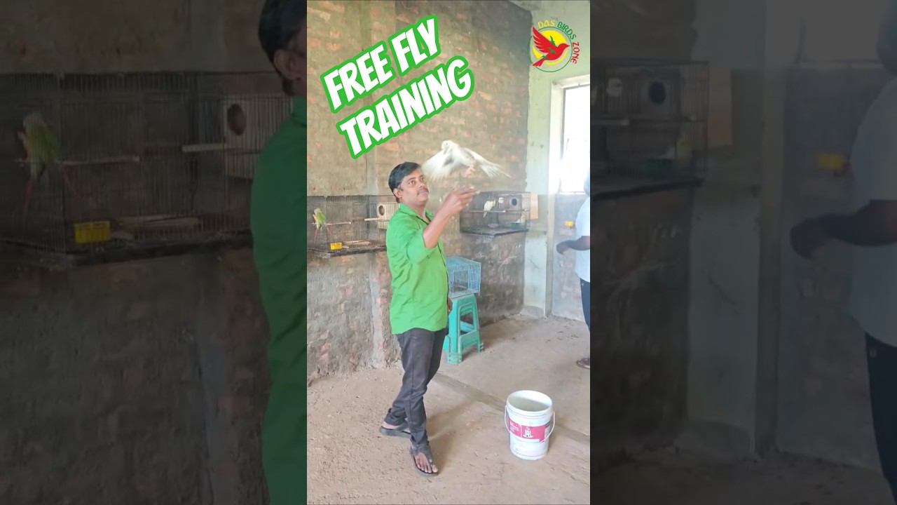 Cockatiel free fly training. #bird #cockatiel #cockatieltraining #cockatiels #Das birds zone#eluru