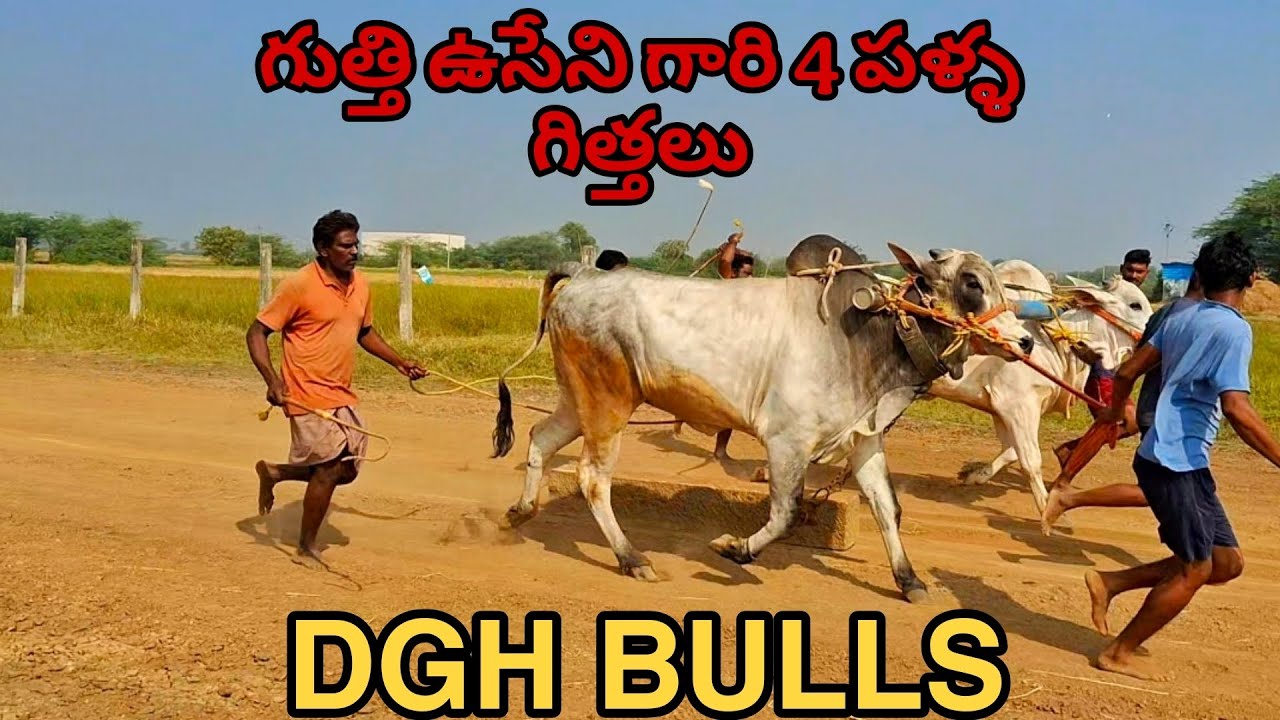 4 పళ్ళ గిత్తలు భేట గుత్తి ఉసైని, కానాల, నంద్యాల జిల్లా @DGHBULLSkanala 