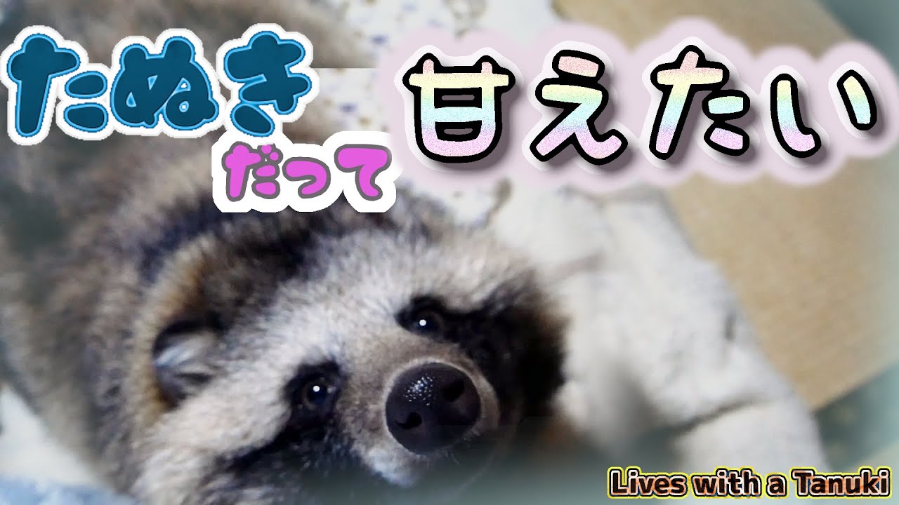 【タヌキと二人暮らし】甘えたいタヌキ(Tanuki is such a baby)