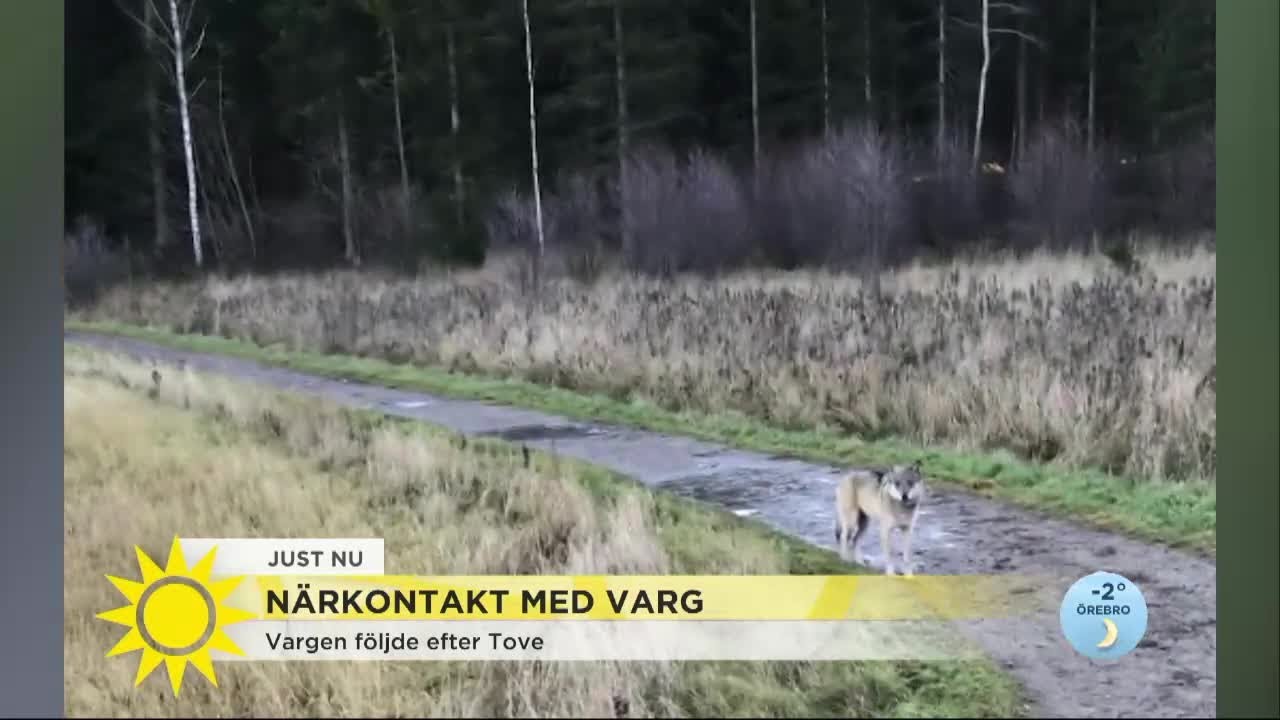 Larm om närgångna vargar i skogarna – Vargen följde efter Tove - Nyhetsmorgon (TV4)