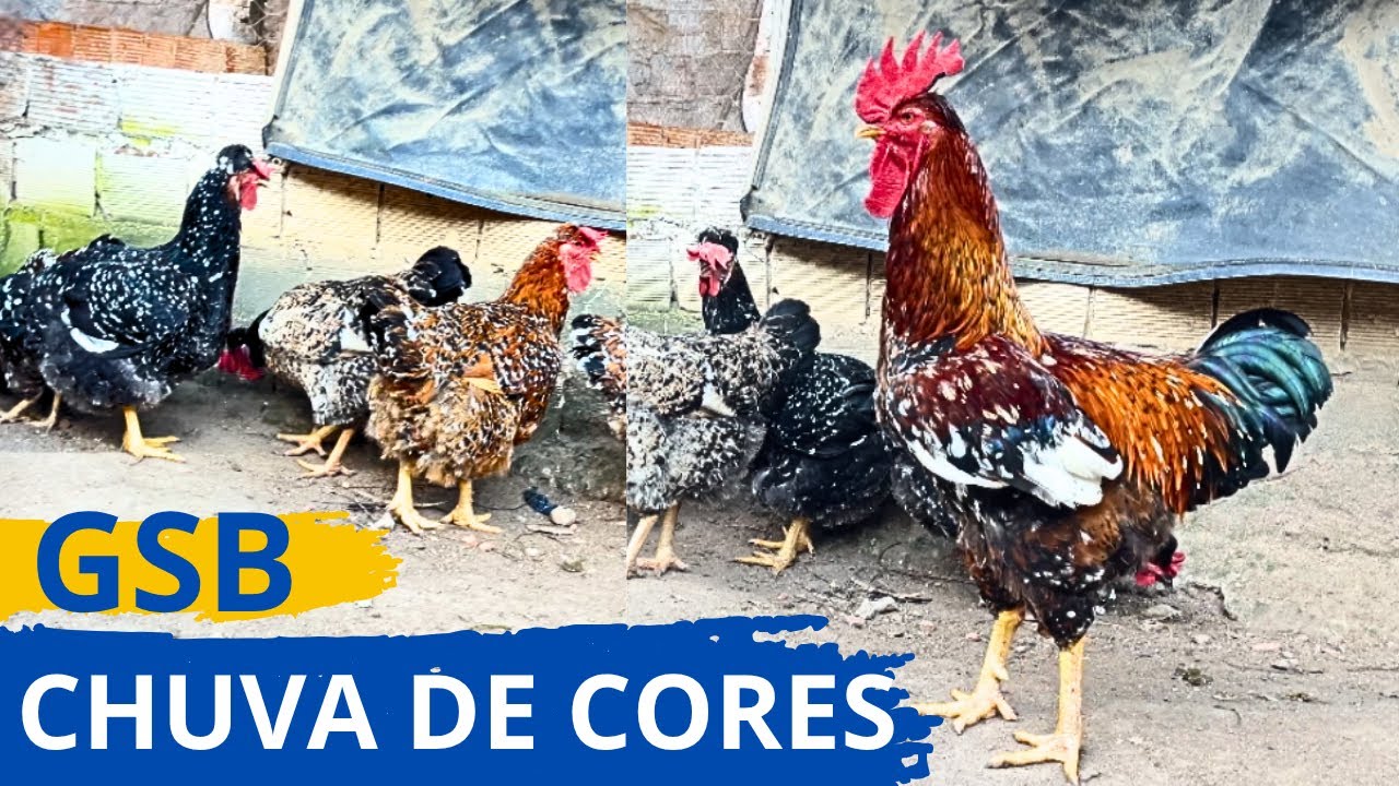 VEJA A CRIAÇÃO DE GALINHAS SERTANEJA BALÃO DE GRANDE PORTE AS GSB #sertanejo 