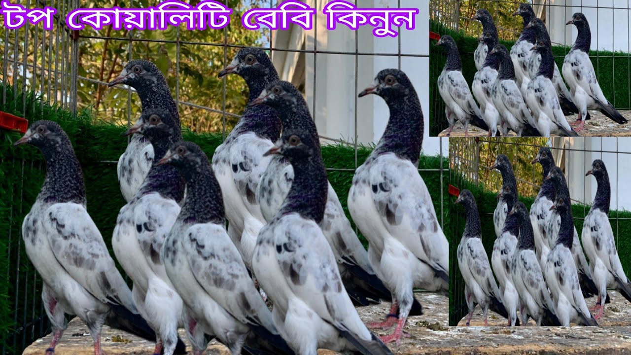 পানির দাম এ পাকিস্তানি কবুতার কিনুন টুনামেন্ট খেলুন গেরান্টি সহকারে কেটিএম ওমান সালেরা টেডি ১২৮ 