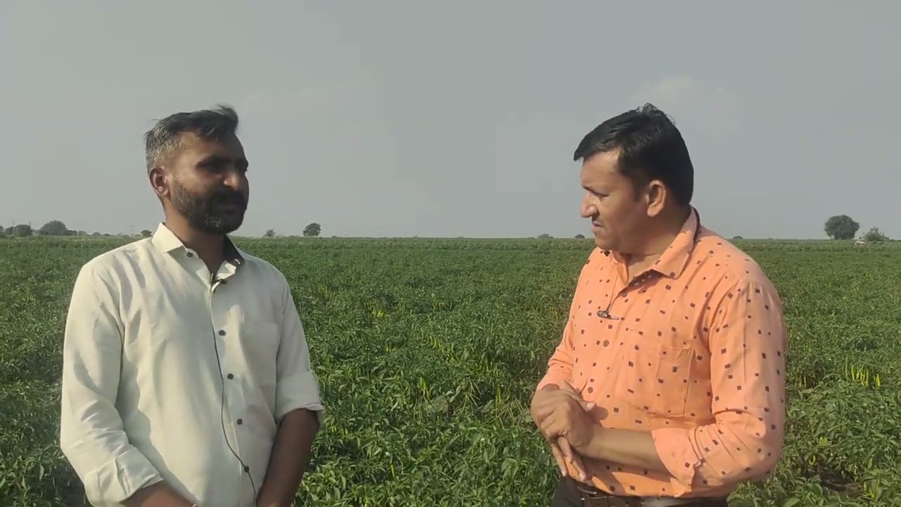 મરચીની ખેતી એટલે વીઘે લાખ પાક્કા...!