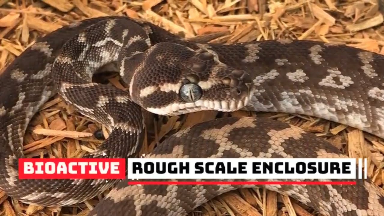 BIOACTIVE ENCLOSURE FOR A YEARLING ROUGH SCALE PYTHON