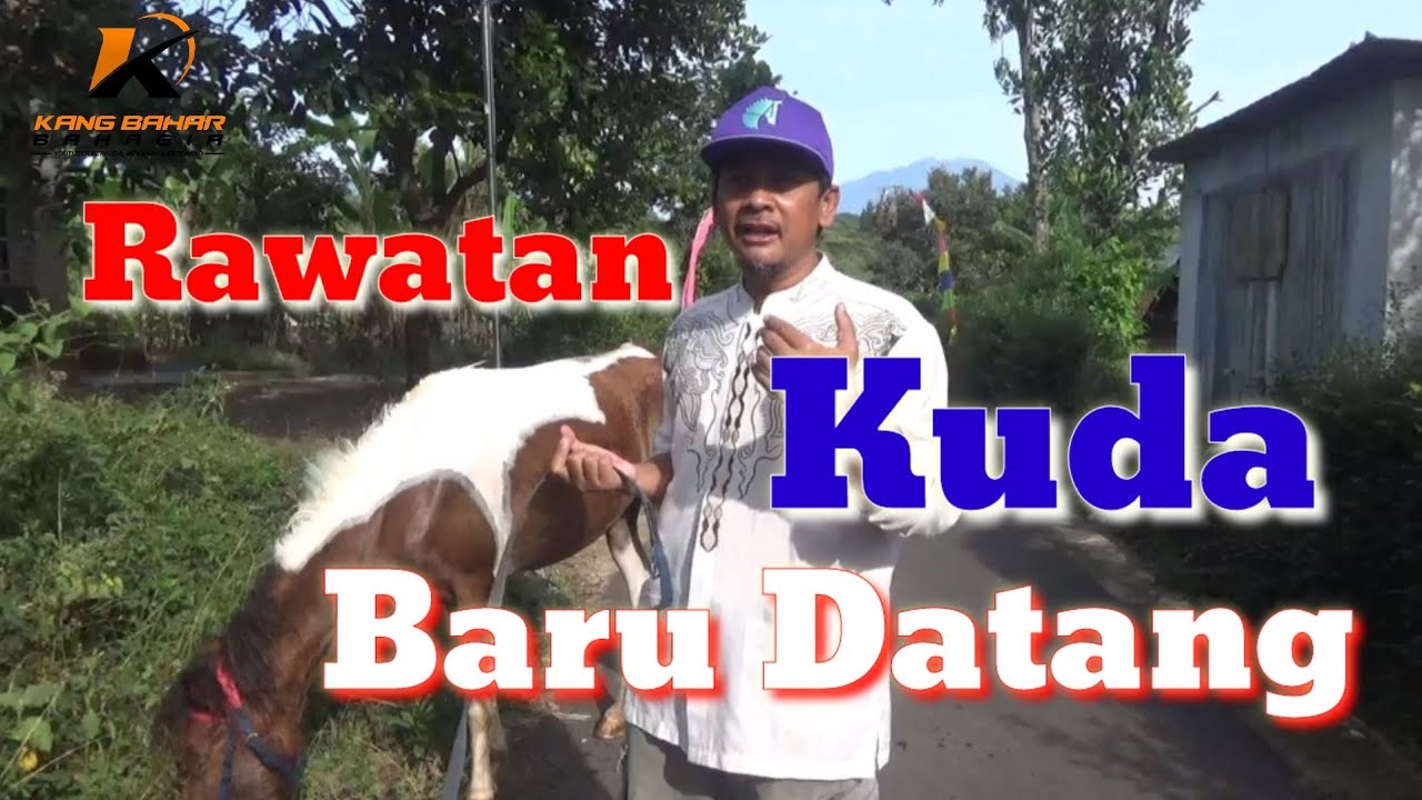 CARA MERAWAT KUDA YANG BARU DATANG