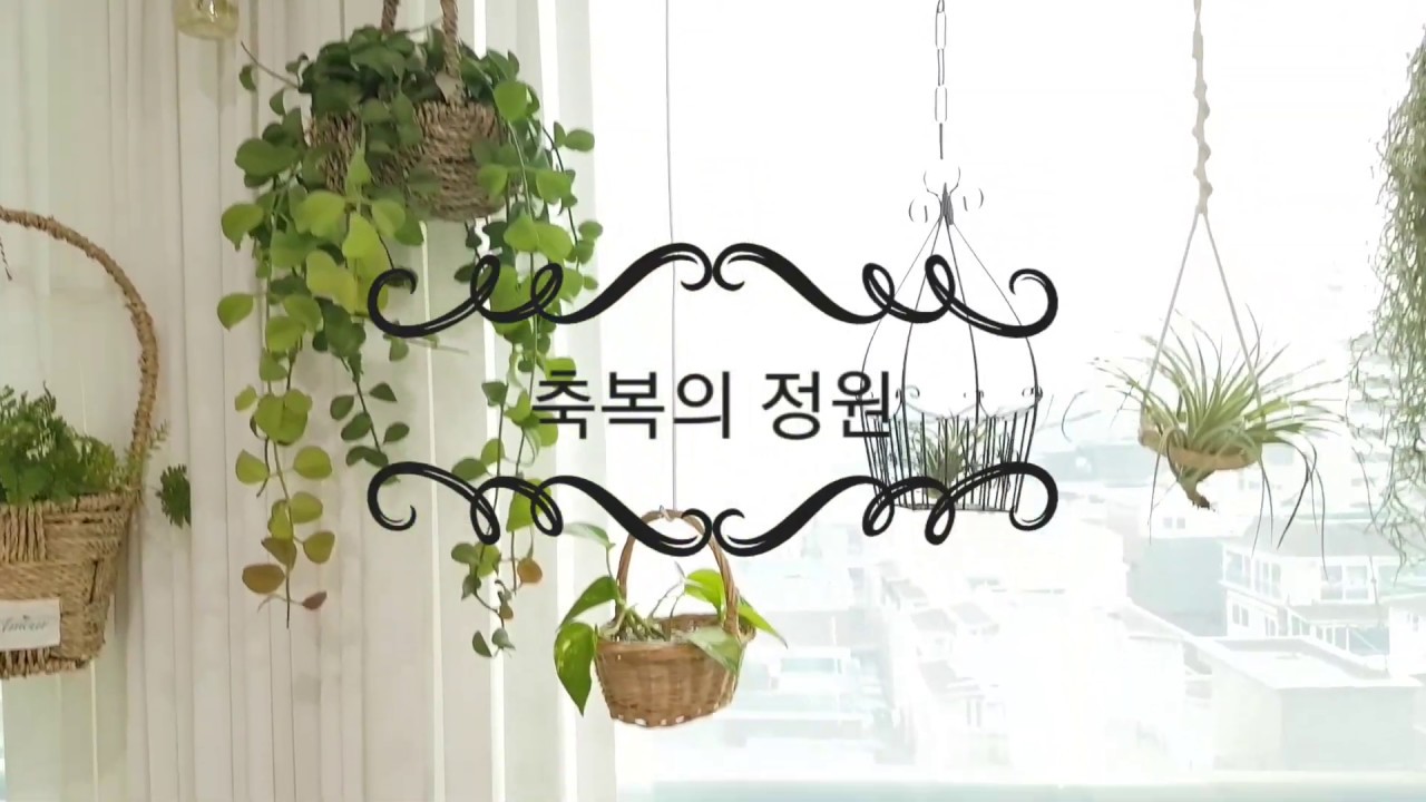식물인테리어 세탁소 옷걸이 활용 집꾸미기 헹잉플랜트