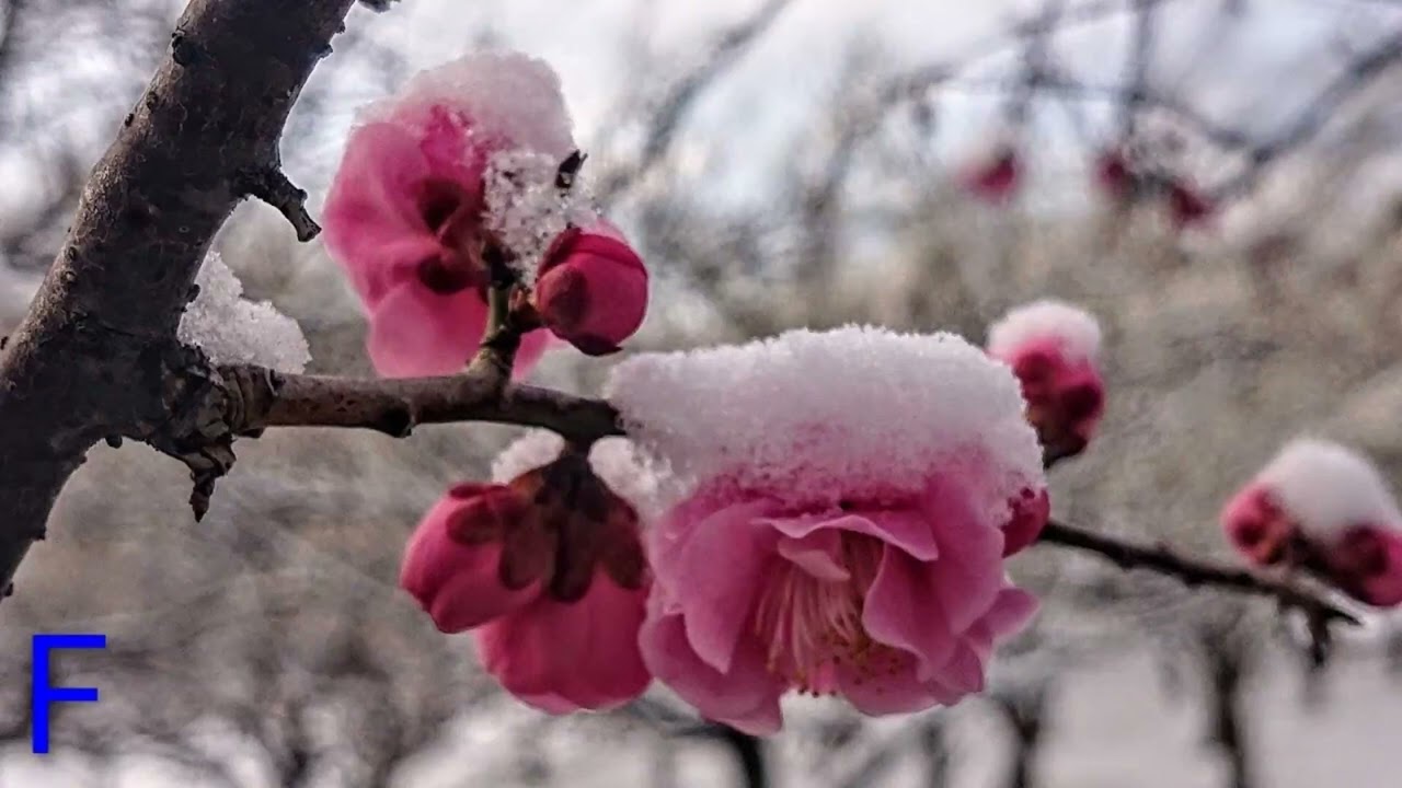 「歌ってみた#４８」悲しみは雪のように/浜田省吾。映像は、１月の風景と北海道の山のＢＣの風景。詳しくは、概要欄見てね。😃