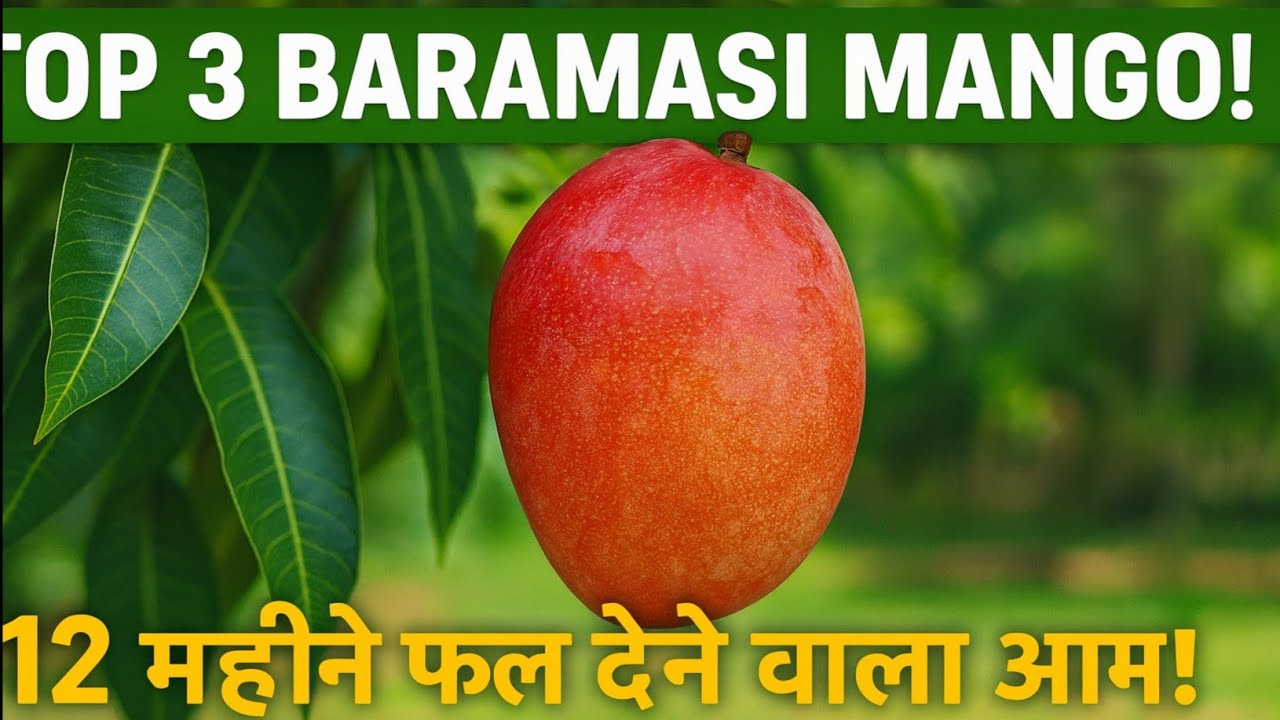 Top 3 Baramasi Mango Varieties | 12 Months Fruit देने वाले आम | Best Mango for Home Garden---🔥