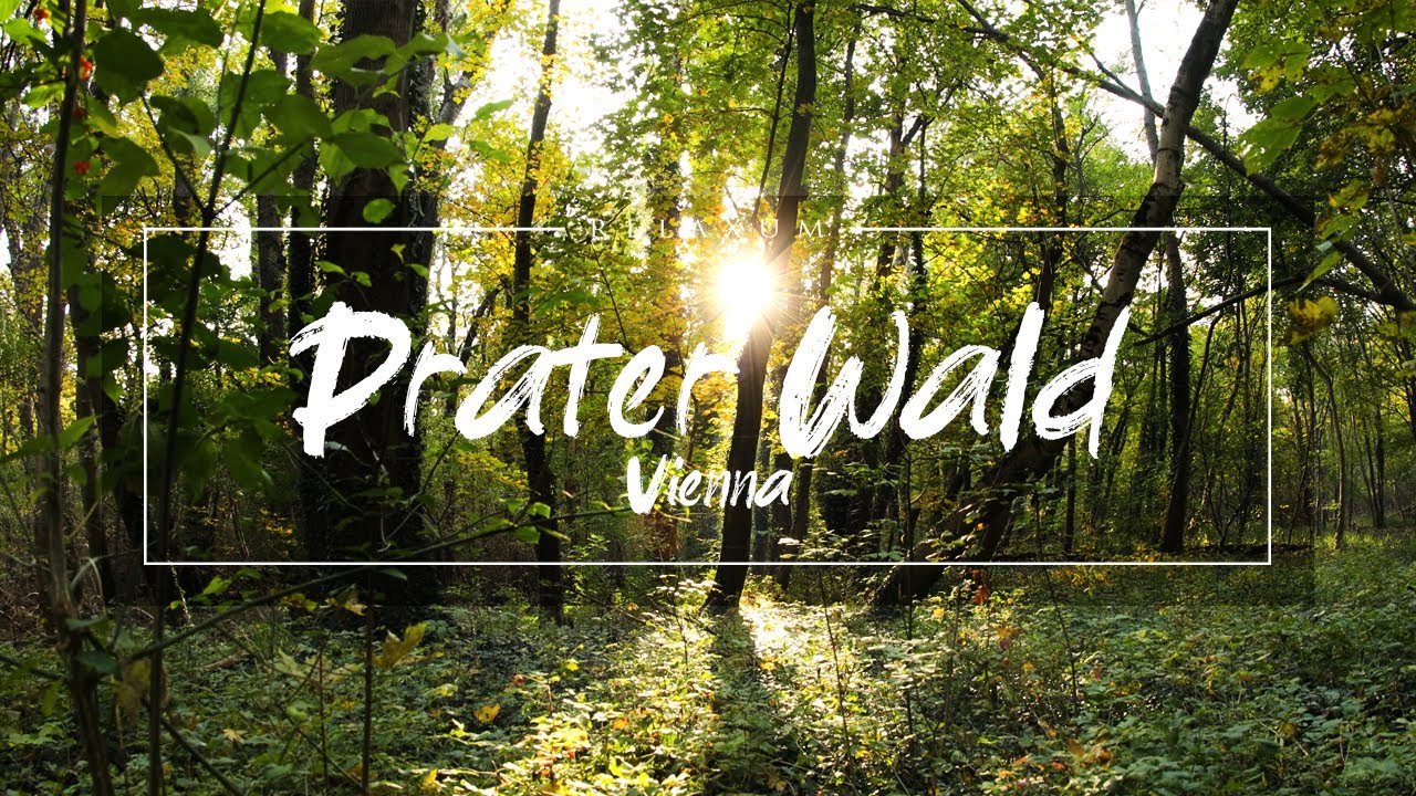 Prater Wald - Vienna Austria - 🏃‍♀️🌳 🚴 - City Sound - Nature Sound