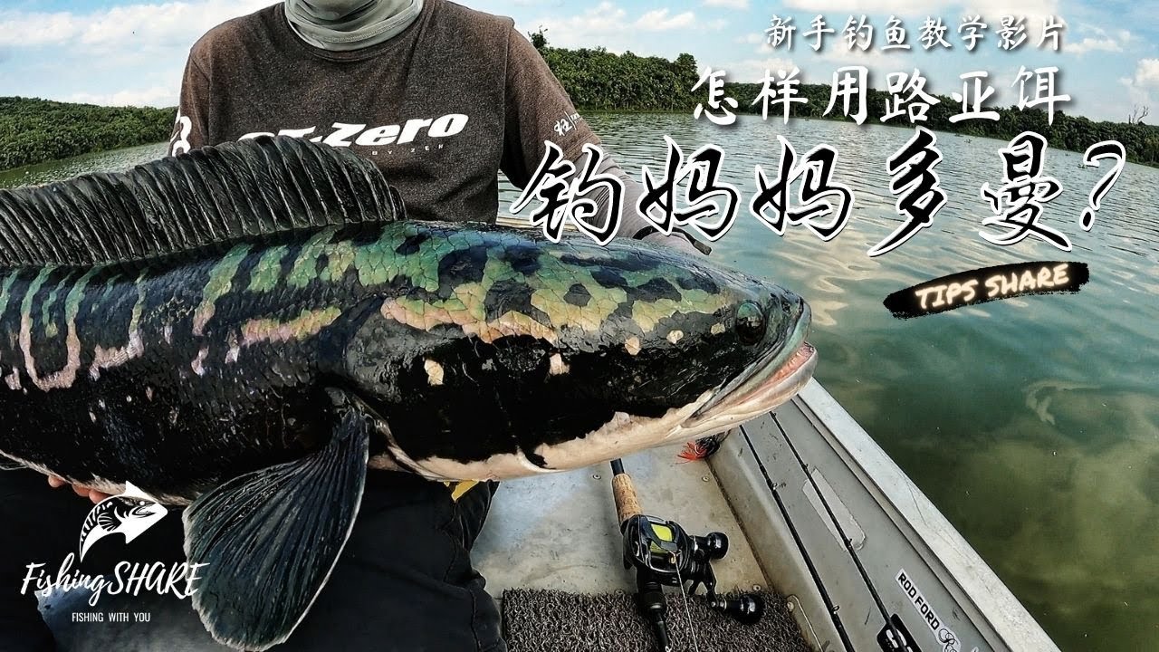 【FishingShare】怎样用路亚饵钓妈妈多曼鱼?(新手钓鱼教学影片）| HOW TO CATCH MAMA TOMAN with LURES (GIANT SNAKEHEAD) ？