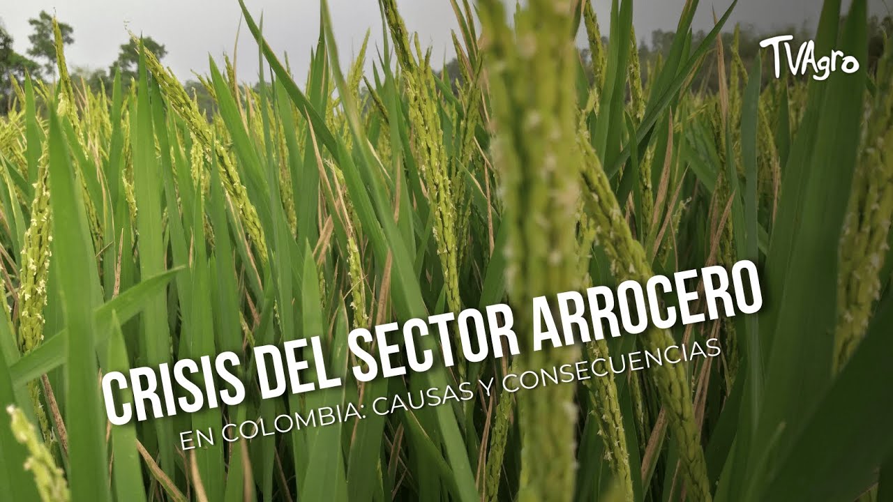 Crisis del sector arrocero en Colombia: causas y consecuencias - TvAgro por Juan Gonzalo Angel
