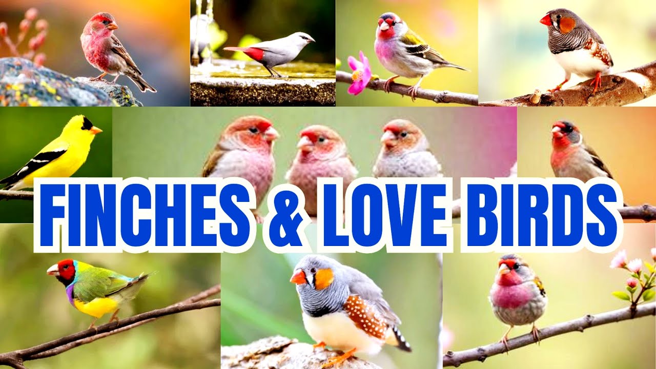 Finches & Lovebirds Complete Guide | Breeds, Eggs, Farming & Species Explained!