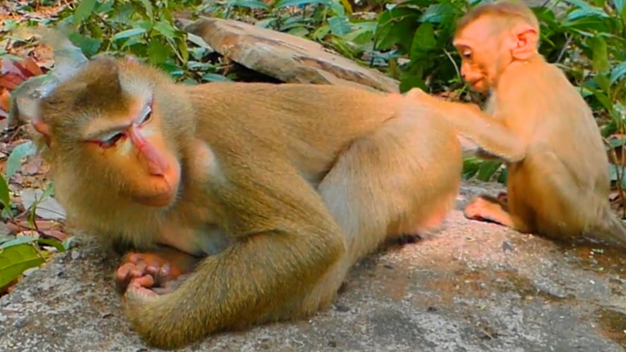 Monkey Luna and her baby Lynx miss Luno so much 🙈💔 we help feed milk to her with baby Lynx