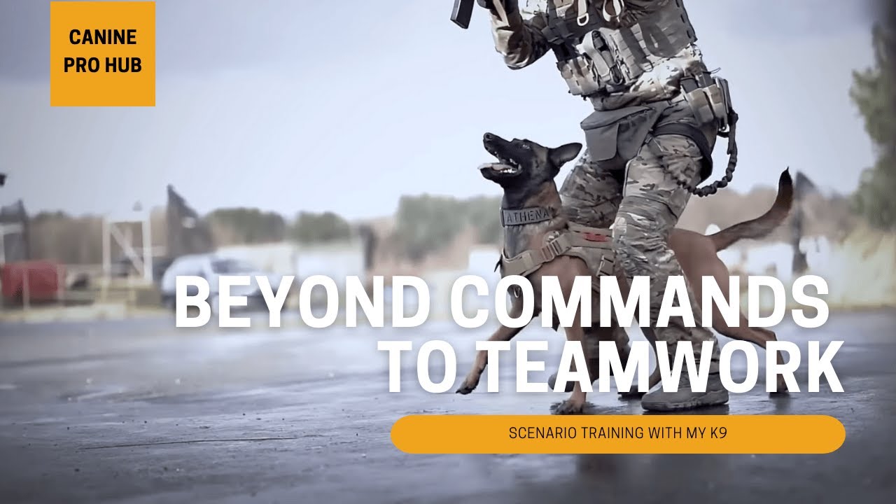 The Best Canine Pro Hub - Scenario Training with my K9 Athena