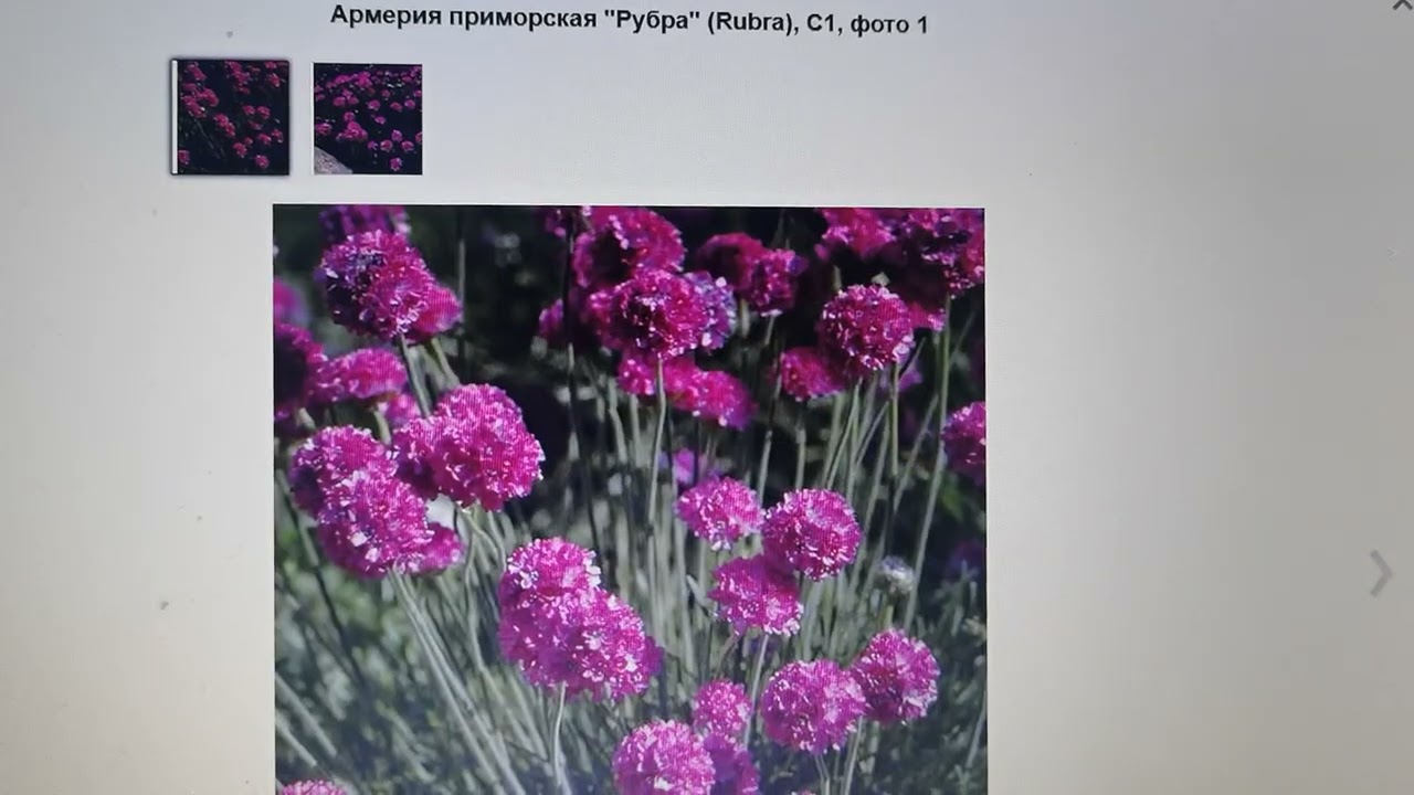 Армерия приморская