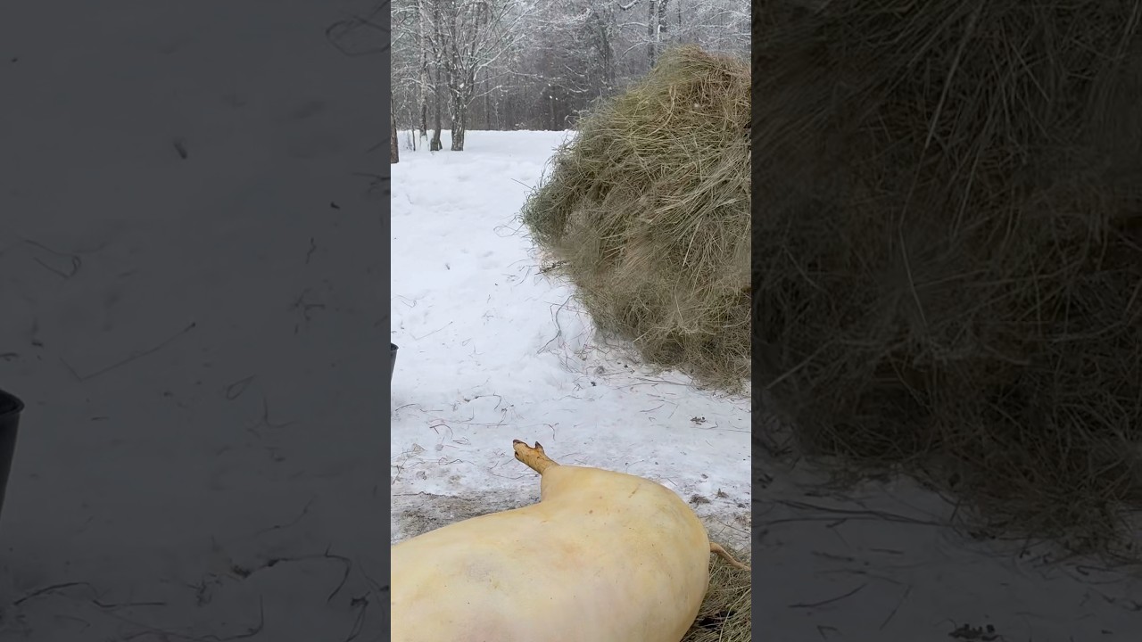 Життя у селі . Смалимо сіном .
