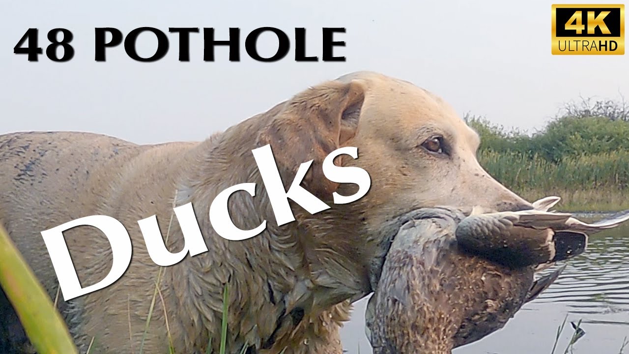 Mallard Chaos | Hired to Hunt Duck & Goose Hunting Limits in Alberta @Cabela-s @divebombsquad