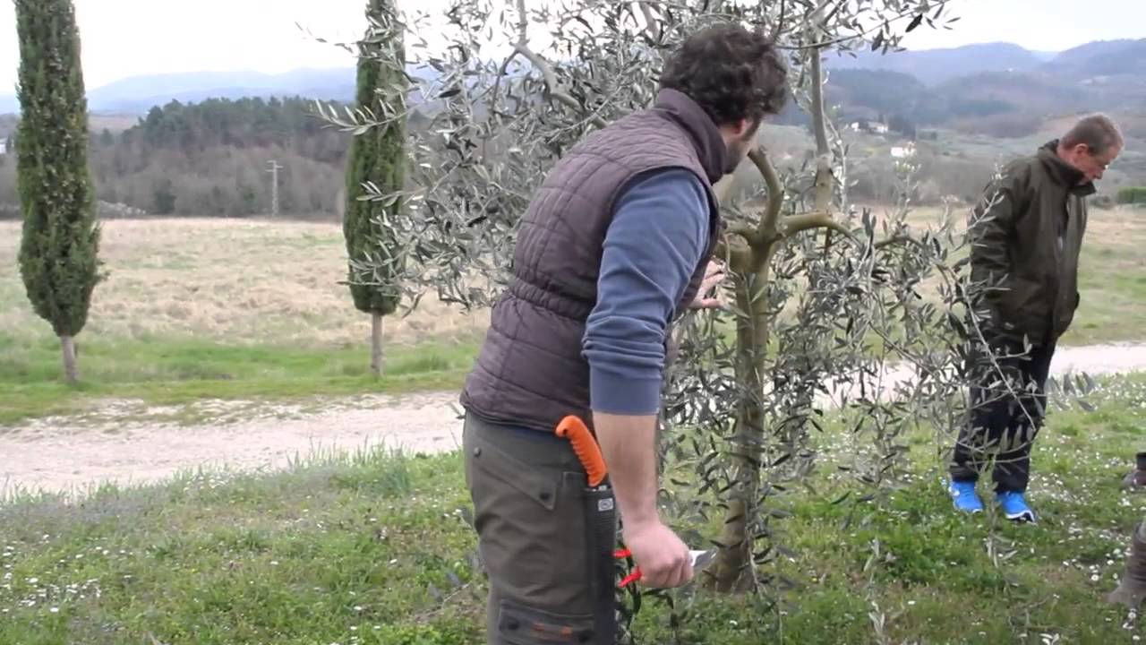 Potatura olivi a Gaville 22/03/2015