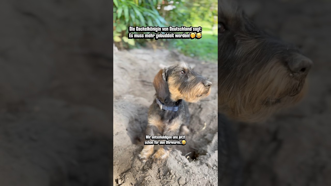 Dackelkönigin befiehlt mehr buddeln!😂🤭 